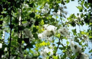 Akçakavak (beyaz kavak ağacı)